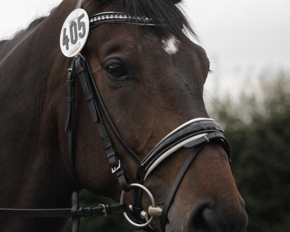 dressage horse Louis de Pointe du Lac (Hanoverian, 2010, from Laurice)
