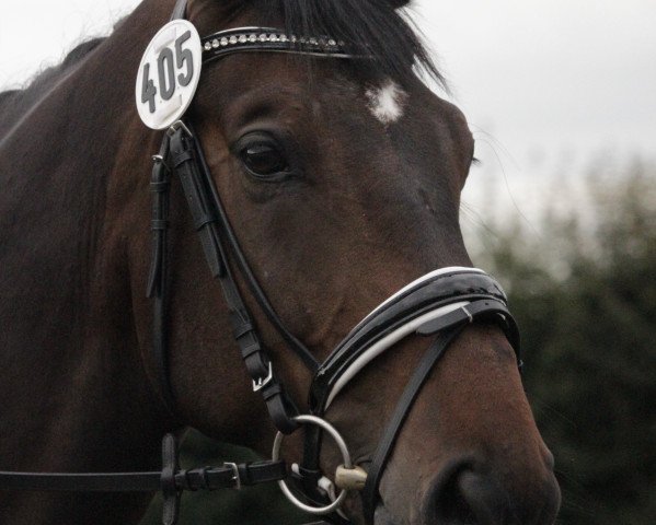 dressage horse Louis de Pointe du Lac (Hanoverian, 2010, from Laurice)