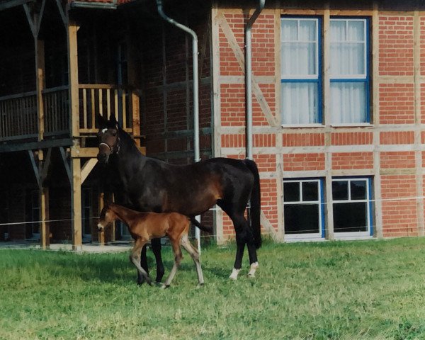 horse Te Quiero (Trakehner,  , from Sarafan)