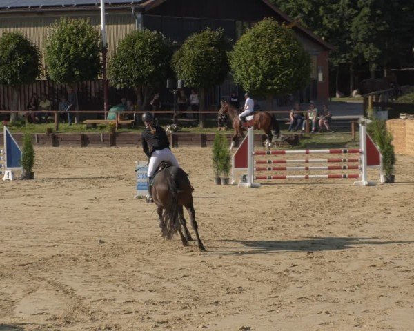 Reitturnier Schönfeld 2025