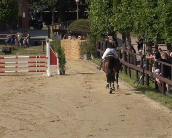 Reitturnier Schönfeld 2025