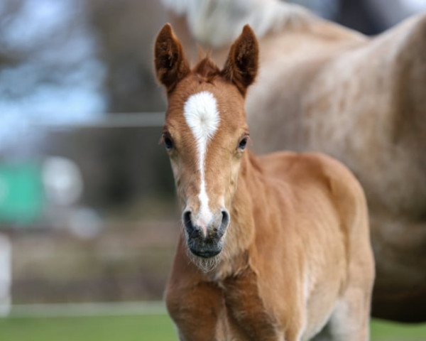horse Repelerhof's Dorfbub (German Riding Pony, 2021, from Diamond Touch NRW)
