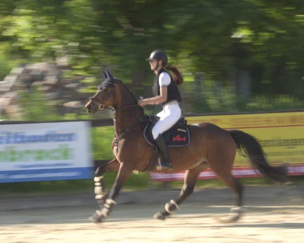 Reitturnier Schönfeld 2025