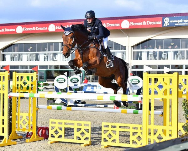 Springpferd Top Gun 102 (Zangersheide Reitpferd, 2013, von Casimo)