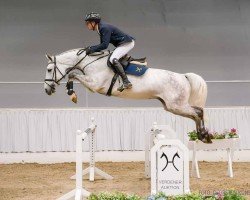 Springpferd Conakry 2 (Hannoveraner, 2020, von Cohinoor VDL)