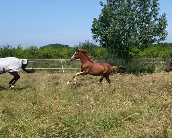 stallion Dating‘s Farbklecks (German Riding Pony, 2024, from Dating AT NRW)
