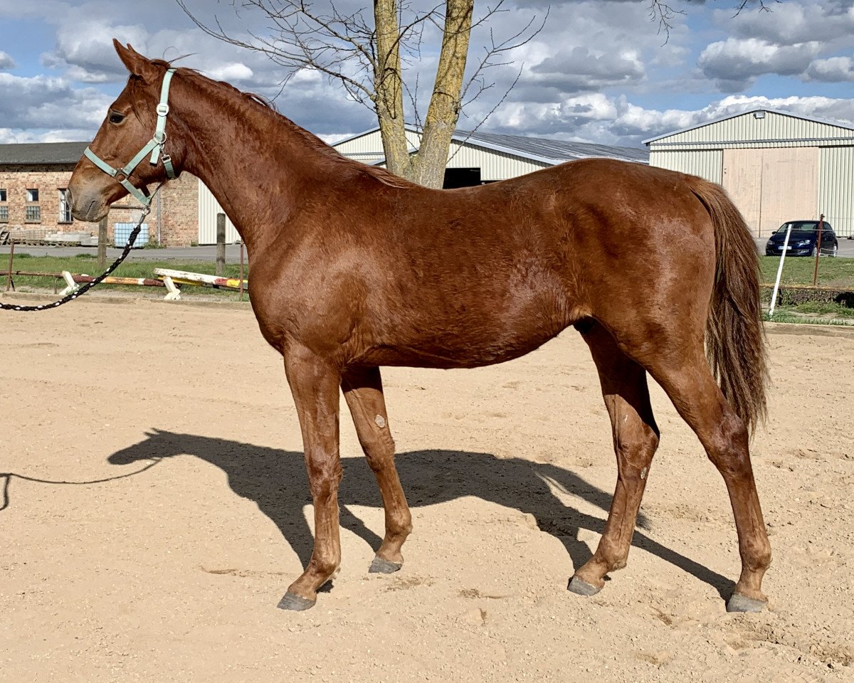Pferd Blitz B (Oldenburger, 2019, von Belantis)