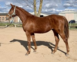 Pferd Blitz B (Oldenburger, 2019, von Belantis)