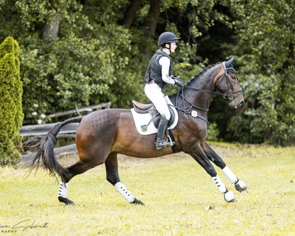 dressage horse Sa Coeur 8 (German Sport Horse, 2013, from San Muscadet)
