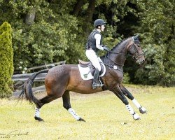 dressage horse Sa Coeur 8 (German Sport Horse, 2013, from San Muscadet)