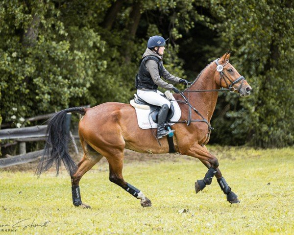 jumper Wiesenguts Cavaro (German Sport Horse, 2012, from Canoso)