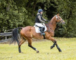 jumper Wiesenguts Cavaro (German Sport Horse, 2012, from Canoso)