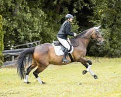 jumper Quentin Tarantino 13 (German Sport Horse, 2009, from Quality Boy)