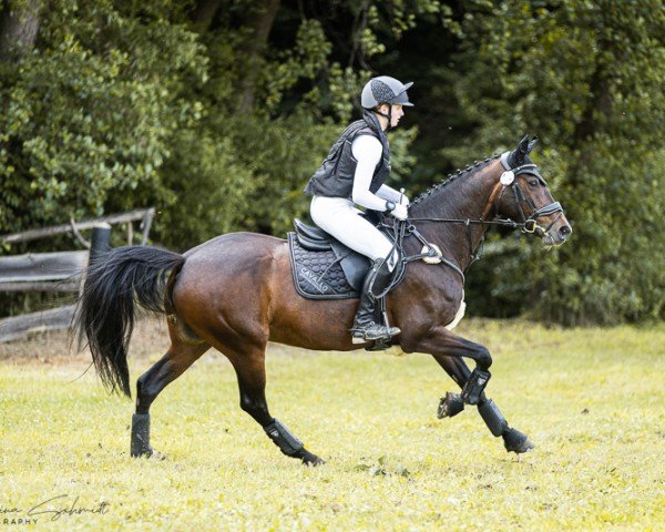 Springpferd California Sunset (Deutsches Sportpferd, 2014, von Chico's Boy)