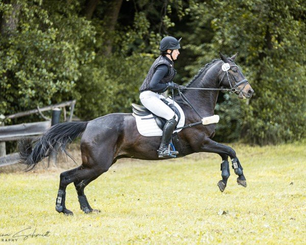 Springpferd Logbrandur 3 (Deutsches Sportpferd, 2017, von Liegnitz)