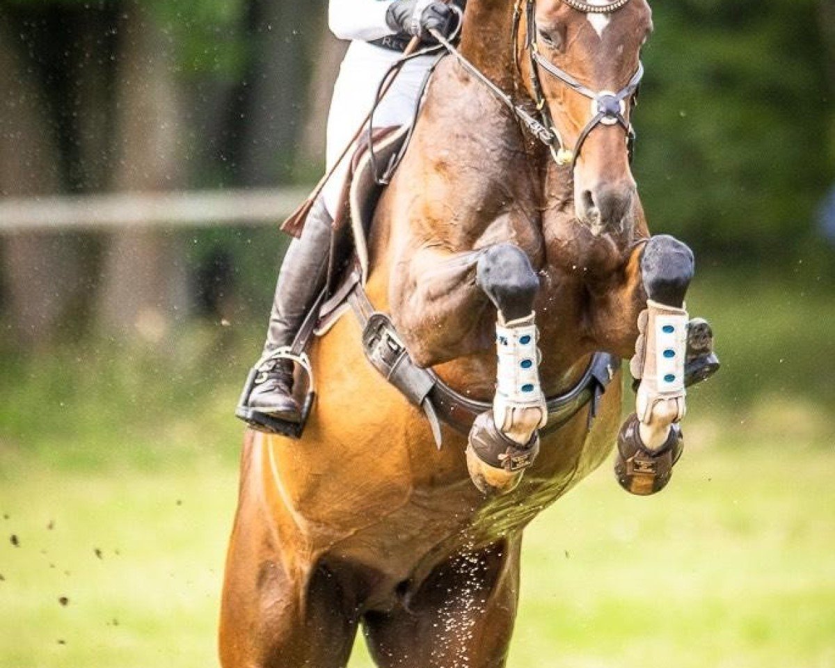 broodmare Crizzly As (Mecklenburg, 2012, from Christ)