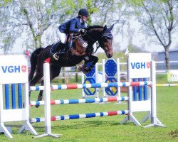 Springpferd MPS Hektor (Deutsches Sportpferd, 2011, von Heops)