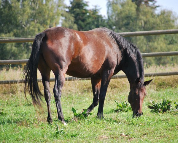Zuchtstute Camar Virginia (Trakehner, 2012, von Perechlest)