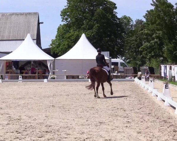 Reitturnier Sörup Dressurturnier 2025