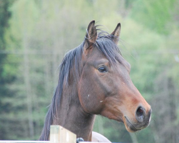 horse Samba´s Amun Ra el Karim SEA (Trakehner, 2016, from Hibiskus)