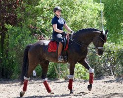 dressage horse Poesia 5 (Bavarian, 2009, from Antonio von Padua)