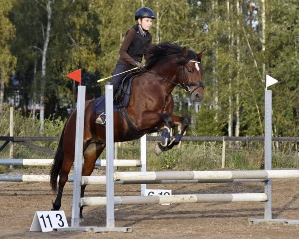 horse Caragh Gem 291 C (Connemara Pony, 2014, from Golddigger Laddie 9 C) horse Caragh Gem 291 C (Connemara Pony, 2014, from Golddigger Laddie 9 C)