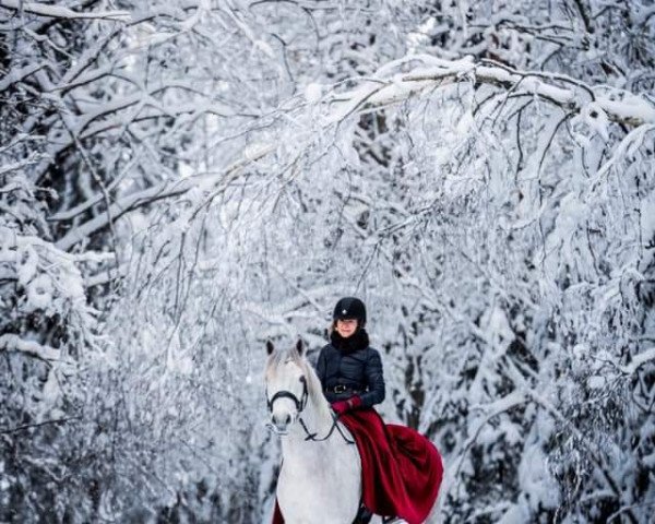 horse Ohana Gandalf Grey (Connemara Pony, 2013, from Golddigger Laddie 9 C)