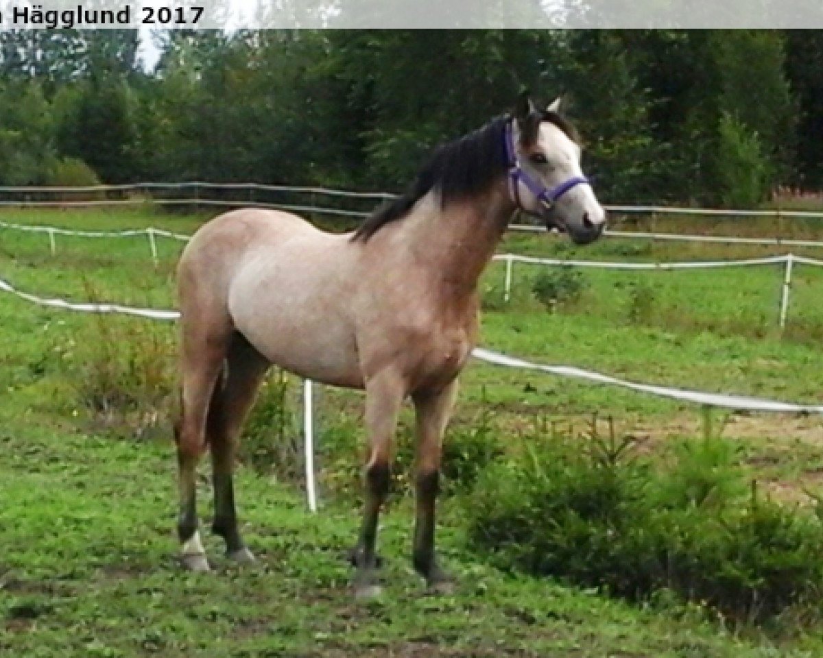 horse Goldstorm Laddie (Connemara Pony, 2016, from Golddigger Laddie 9 C)