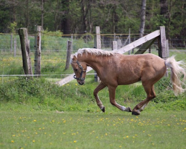 horse Norbert (German Riding Pony,  , from Fs Numero Uno)