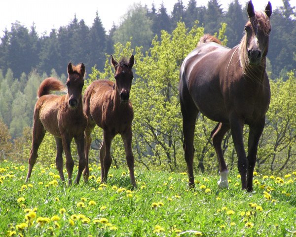 broodmare Kobana ox (Arabian purebred, 2002, from Madallan Madheen EAO)