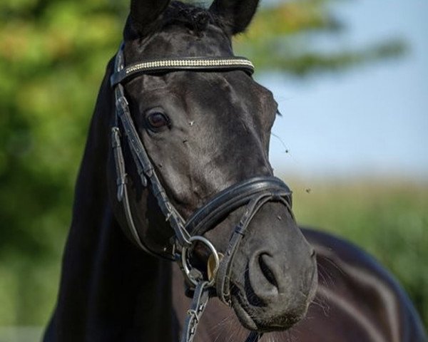 broodmare Leelia Vom Dambachtal (Trakehner, 2010, from Gribaldi)