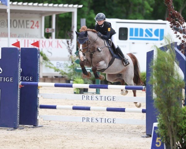 jumper Del Gardo (German Riding Pony, 2017, from Del Piero 25)