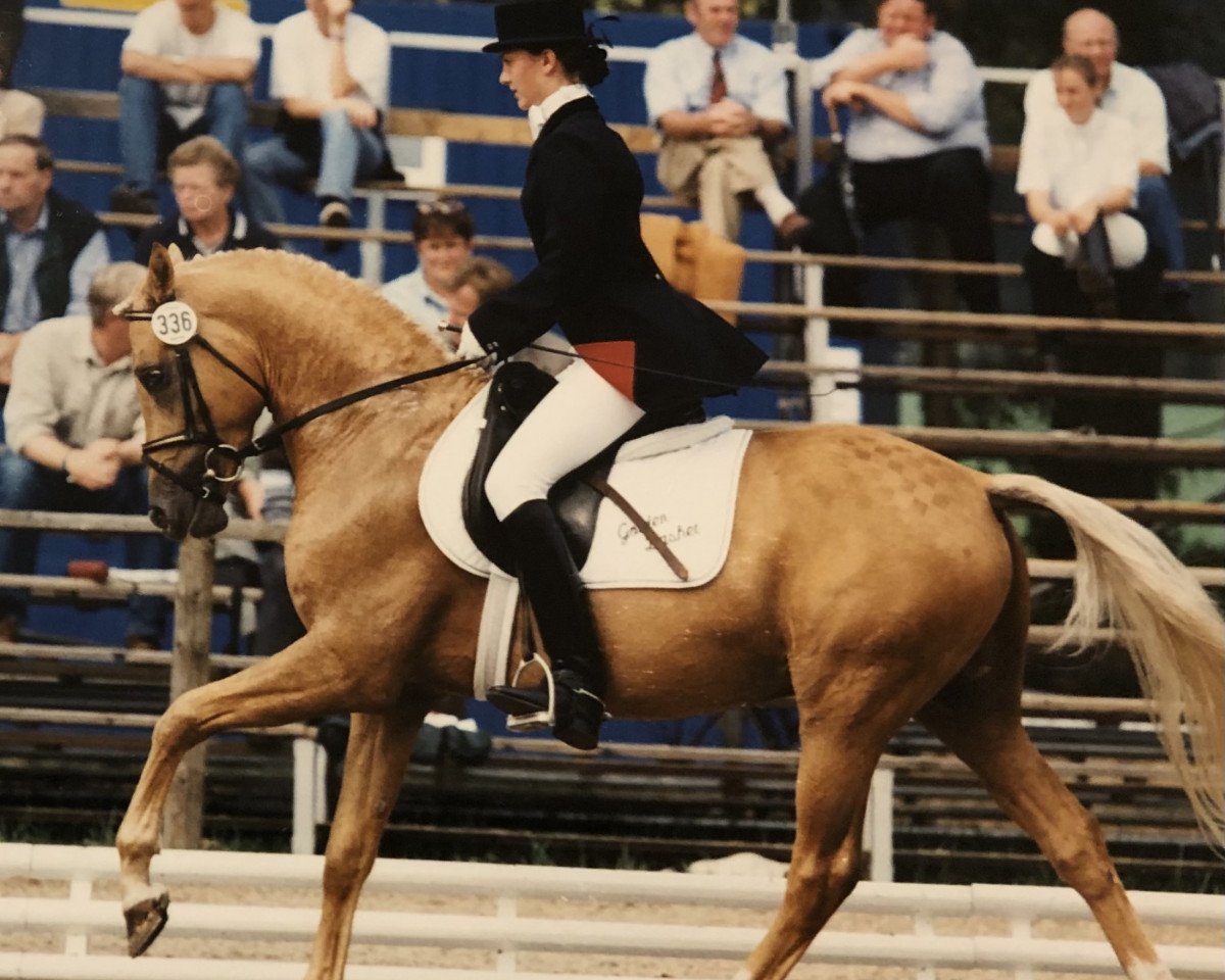 Deckhengst Golden Dasher (Deutsches Reitpony, 1994, von Golden Dancer)