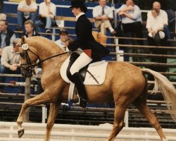 stallion Golden Dasher (German Riding Pony, 1994, from Golden Dancer)