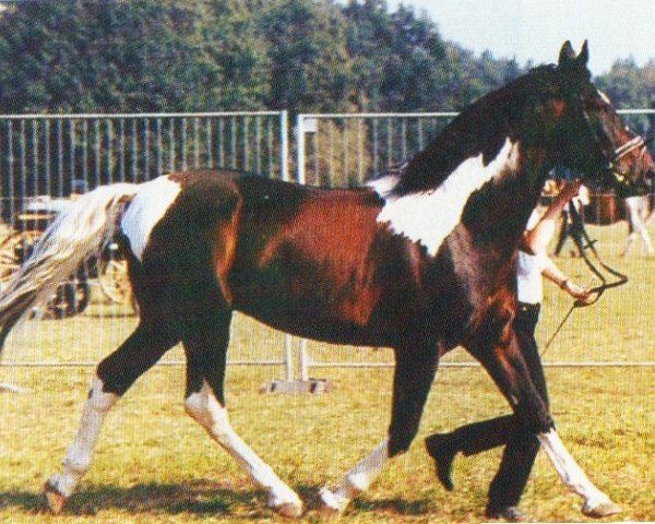 stallion Antyk (Polish Warmblood, 1990, from Alarm)