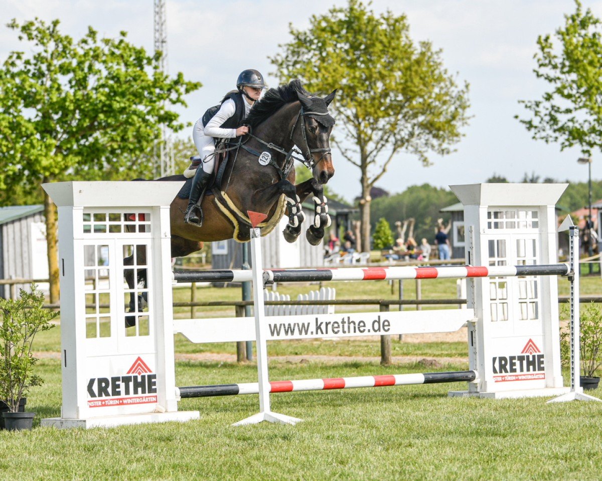Springpferd Finn (KWPN (Niederländisches Warmblut), 2010, von Numero Uno)