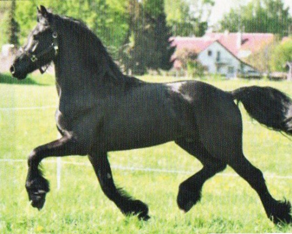 horse Tygo (Friese, 2006, from Doaitsen 420)