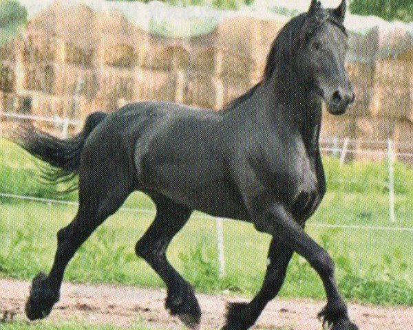 horse Tjitte (Friese, 2006, from Jurjen 303)