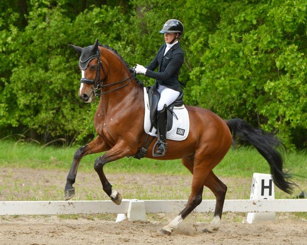 Dressurpferd Damsey's Favourite MPA (Hannoveraner, 2017, von Damsey FRH)