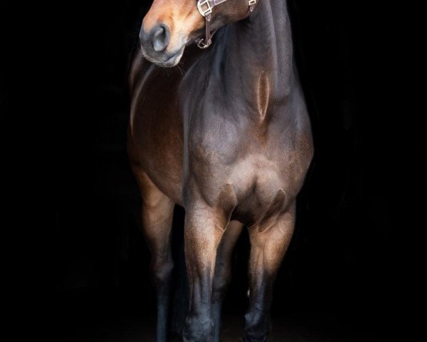 Springpferd Nuclens van Orti (Belgisches Warmblut, 2013, von Nabab de Rêve)