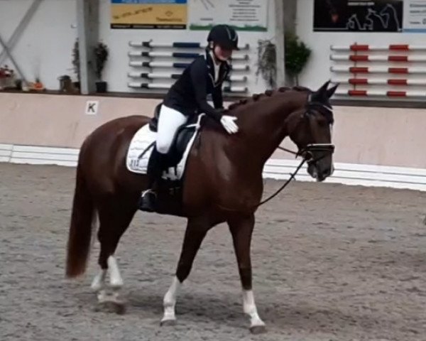 Dressurpferd Diomiro (Oldenburger, 2013, von Dalhems Diomedes)