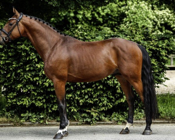 horse I'm Special Chacco (Holsteiner, 2021, from I'm Special de Muze)