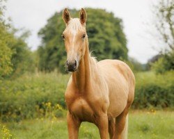 horse Qalimera (Oldenburg, 2024, from Qandide)