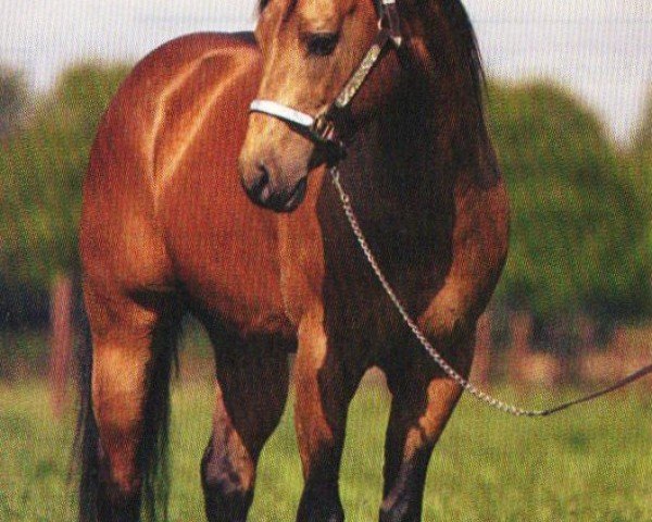 Deckhengst Tivio Tiny Toon (Quarter Horse,  , von Tivio Jessie James)