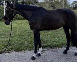 broodmare Janina VA (Holsteiner, 2016, from Kannan)