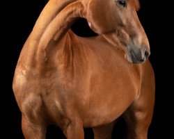 Pferd Little Sunshine DD (Rheinländer, 2016, von Le Vivaldi)