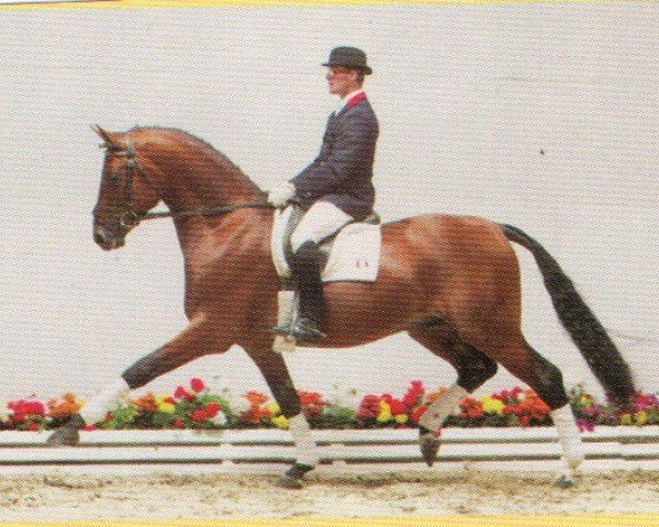 horse Aquamarino (Oldenburg, 1999, from Aquilino)