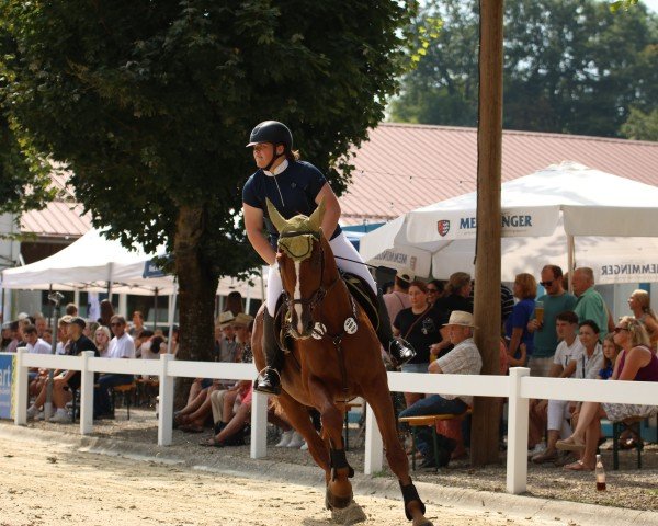 Springpferd Skandus H (Württemberger, 2003, von Salieri)