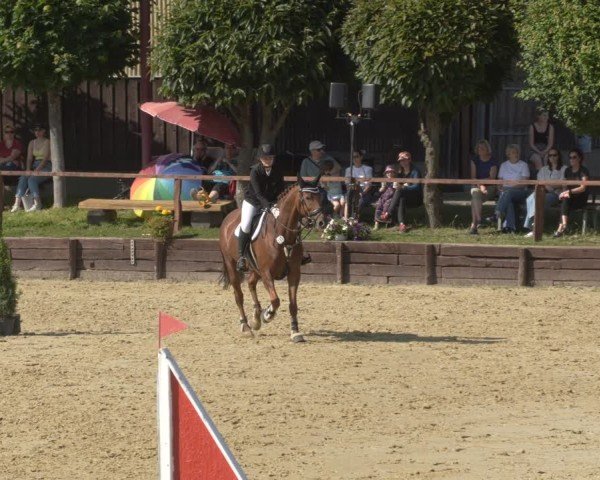 Reitturnier Schönfeld 2025