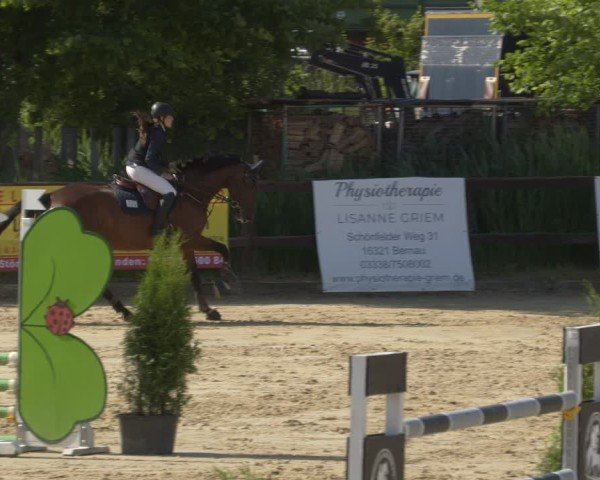 Reitturnier Schönfeld 2025